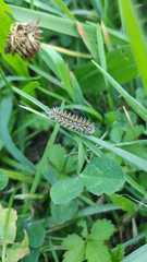 Melitaea didyma