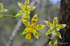 Oncidium hastatum
