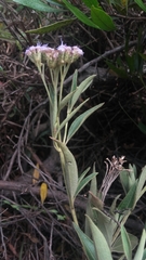 Chromolaena leivensis