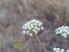 Peucedanum cervaria