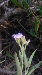 Chromolaena leivensis