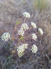 Peucedanum cervaria