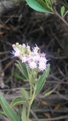 Chromolaena leivensis