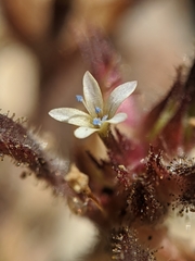 Collomia