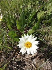 Wyethia helianthoides