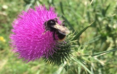 Bombus rupestris