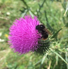 Bombus rupestris