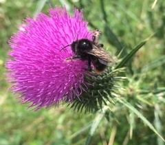 Bombus rupestris