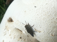 Ontholestes tessellatus