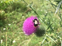 Bombus rupestris