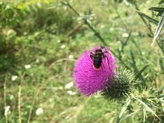 Bombus rupestris