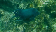 Microspathodon dorsalis