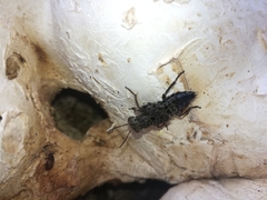 Ontholestes tessellatus