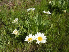 Wyethia helianthoides