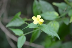 Haplophyton cimicidum