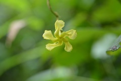 Mandevilla subsessilis