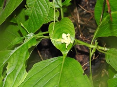 Mandevilla subsessilis