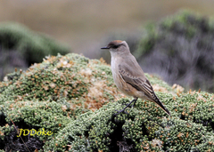 Muscisaxicola capistratus