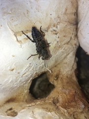 Ontholestes tessellatus