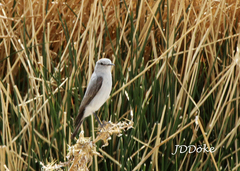 Muscisaxicola rufivertex