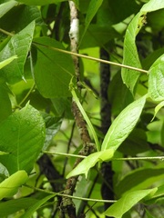 Mandevilla subsessilis