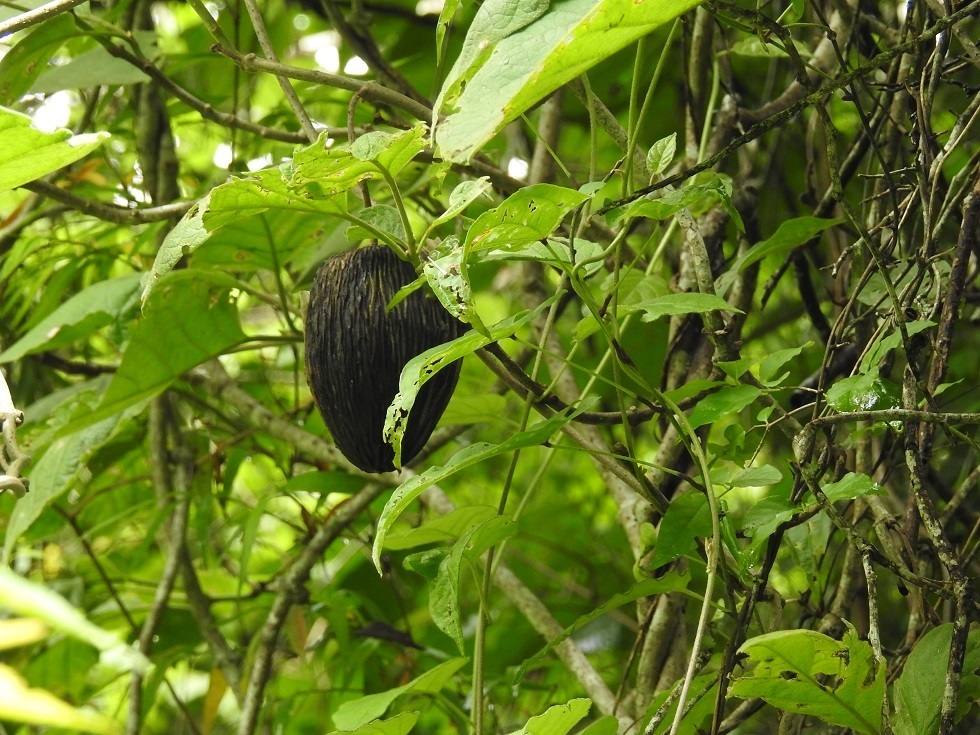 Ruehssia bourgaeana