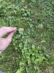 Plantago lanceolata