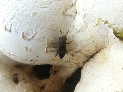 Ontholestes tessellatus