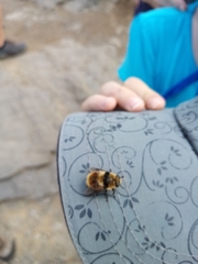 Cephenemyia