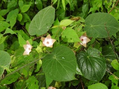 Polystemma guatemalense