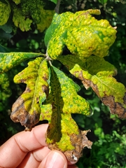 Neuroterus saltarius