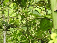 Furcraea guatemalensis