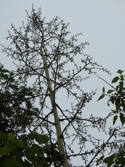Furcraea guatemalensis