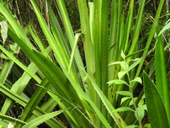 Furcraea guatemalensis