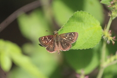 Piruna penaea