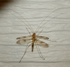 Macrocera
