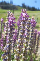 Lupinus lepidus sellulus