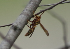Polistes exclamans