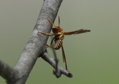 Polistes exclamans