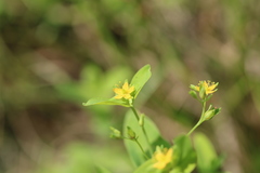 Hypericum boreale