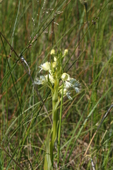 Platanthera praeclara