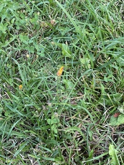 Scorzoneroides autumnalis