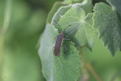 Staluptus marginalis