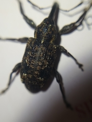 Hylobiina
