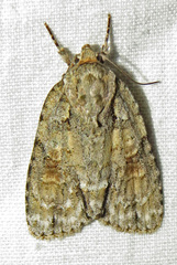 Acronicta ovata