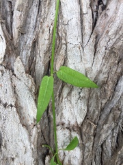 Funastrum