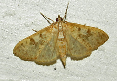 Palpita freemanalis