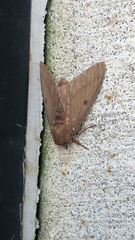 Citheronia sepulcralis