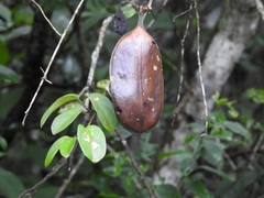 Amphilophium paniculatum