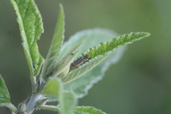 Agrilus aureus